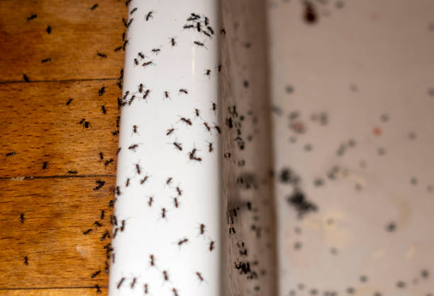 Best Affordable Pest Control Services  in Lindsay, OK